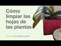 Plantas Ornamentales Artificiales En Caracas
