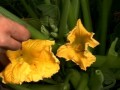 Huertos Familiares Agroecologicos