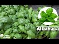 Plantas Curativas Albahaca