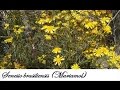 Plantas Carnivoras Autoctonas De Uruguay