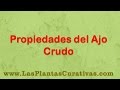 Plantas Curativas Ajo