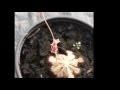 Plantas Carnivoras Hermosillo