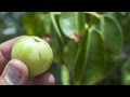 Arboles Frutales Venenosos
