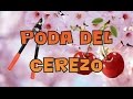 Arboles Frutales Autofertiles