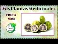 Plantas Curativas Y Para Que Sirven