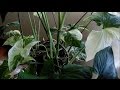 Plantas Ornamentales Hojas Verdes