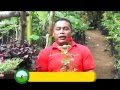 Plantas Ornamentales En Nicaragua