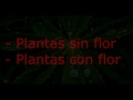 Clasificacion De Las Plantas Ornamentales Segun Su Naturaleza