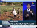 Comision De Plantas Ornamentales Guatemala