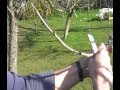 Arboles Frutales Ingles