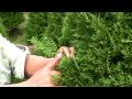 Propagacion Vegetativa De Plantas Ornamentales Y Arboles