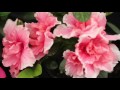 Plantas Ornamentales Quito