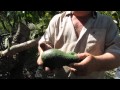 Injertos Arboles Frutales Aguacate