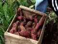 Huertos Familiares Agroecologicos