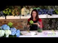 Arreglos Florales Hortensias