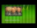 Plantas Ornamentales Guayaquil