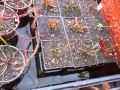 Tipos De Plantas Carnivoras Sarracenia