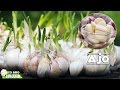 Plantas Curativas Ajo
