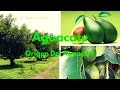 Arboles Frutales Originarios De America