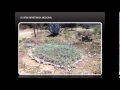 Plantas Curativas Ajenjo