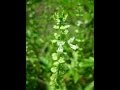 Plantas Curativas Albahaca
