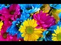 Plantas Y Flores Ornamentales S.a