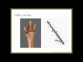 Taxonomia De 15 Arboles Frutales