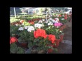 Decoracion De Jardines En Hermosillo