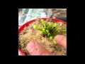 Tipos De Plantas Carnivoras Sarracenia