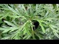 Plantas Curativas