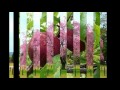 Nombre De 20 Arboles Frutales