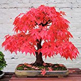 Plantas Ornamentales Para Jardines
