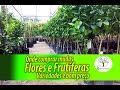 Onde Comprar Plantas Carnivoras Em Curitiba