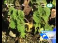 Plantas Curativas Para El Cancer