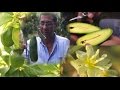 Arboles Frutales El Aguacate