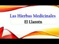 Plantas Curativas Cicatrizantes