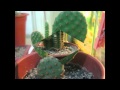 Plantas Ornamentales Con Sus Nombres Cientificos