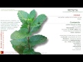 Plantas Curativas Con Nombres