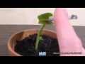 Videos De Plantas Carnivoras Gigantes Comiendo Humanos