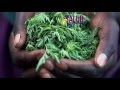 Plantas Curativas