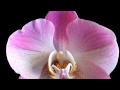 Nombre De 4 Plantas Ornamentales