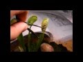 Vendo Plantas Carnivoras Peru