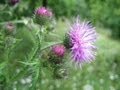 Plantas Curativas Con Imagenes