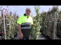 Plantas Ornamentales Hiedra