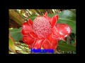 Plantas Ornamentales Nativas Del Peru