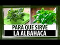 Plantas Curativas Ajo