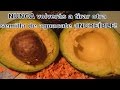 Tesis De Grado Sobre Huertos Familiares