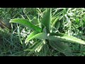 Plantas Curativas Cancer