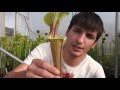 Plantas Carnivoras Sarracenia Cuidados