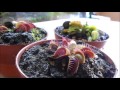 Plantas Carnivoras Atrapamoscas